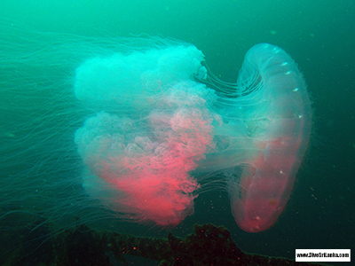 SS Sagaing Jellyfish